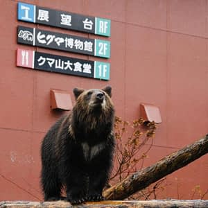 I robot-lupi impiegati per spaventare gli orsi del Giappone