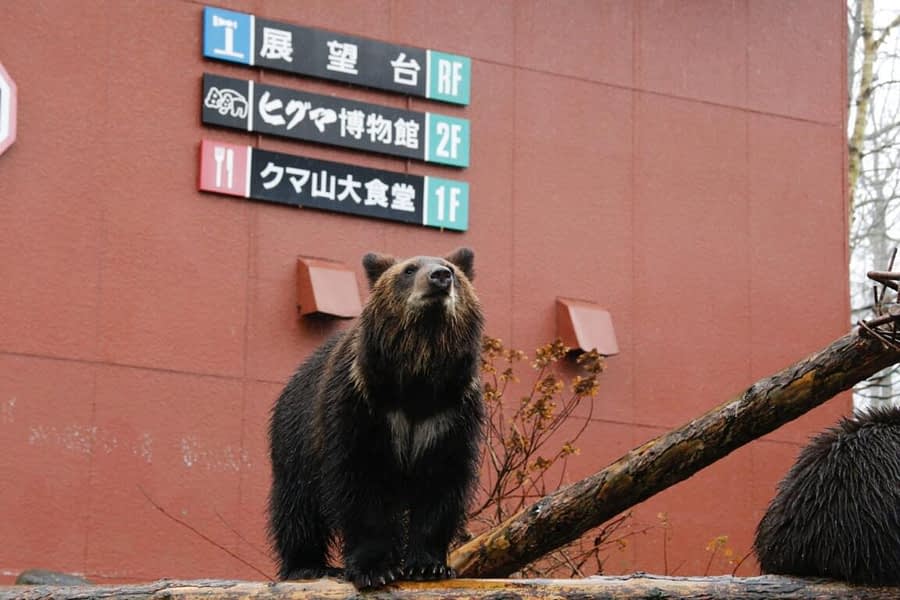 weirdly wired articolo robot lupi orso davanti a un muro rosso con tre cartelli in giapponese